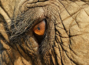 The eye of an Asian elephant at Elephant Nature Park, Thailand, 2008. Credit: Alexander Klink The eye of an Asian elephant at Elephant Nature Park, Thailand, 2008. Credit: Alexander Klink